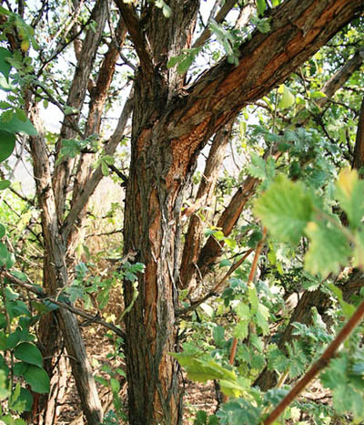 L. sericea stem : Photographed by Johannes Vogel